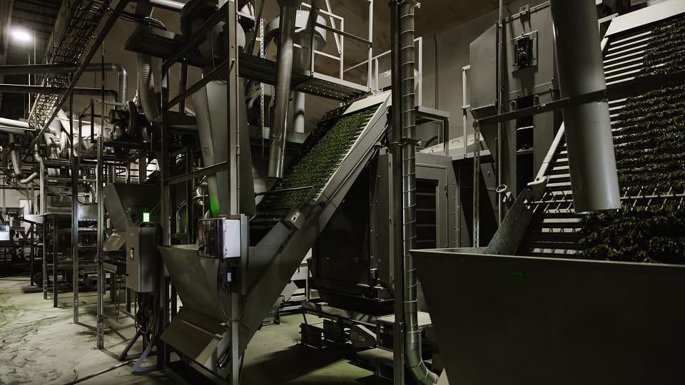 RIKYU Matcha preparation