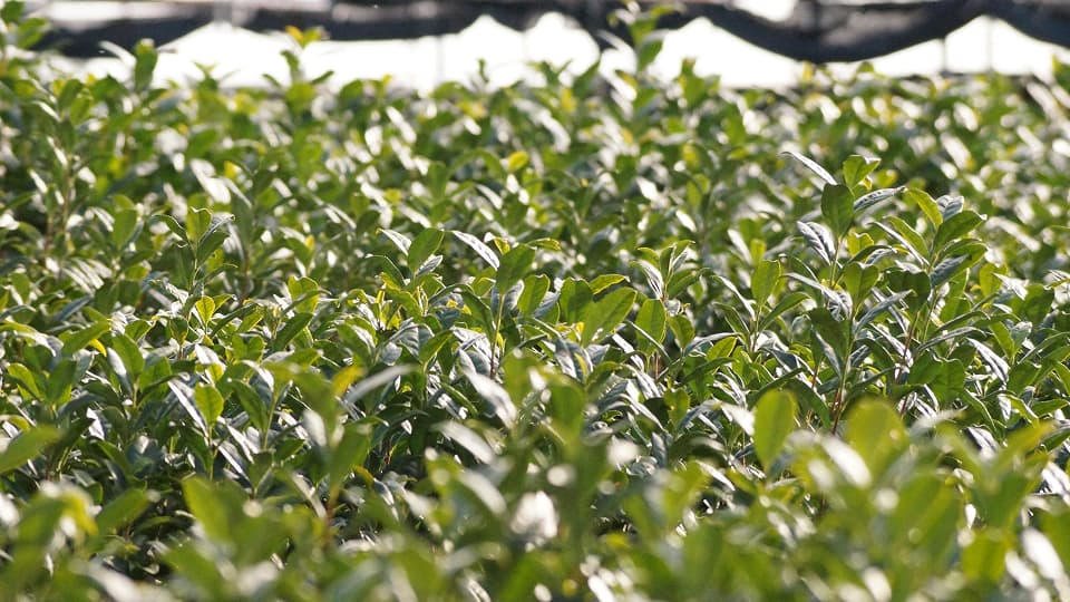 RIKYU Matcha premium quality