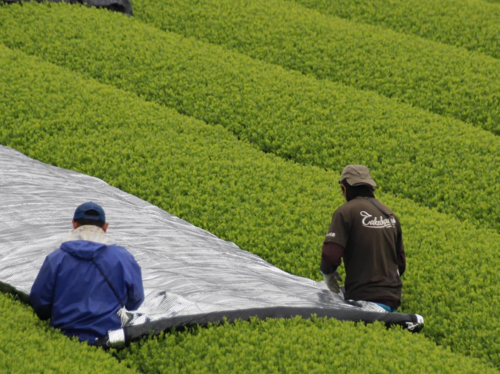 Ceremonial Japanese Matcha
