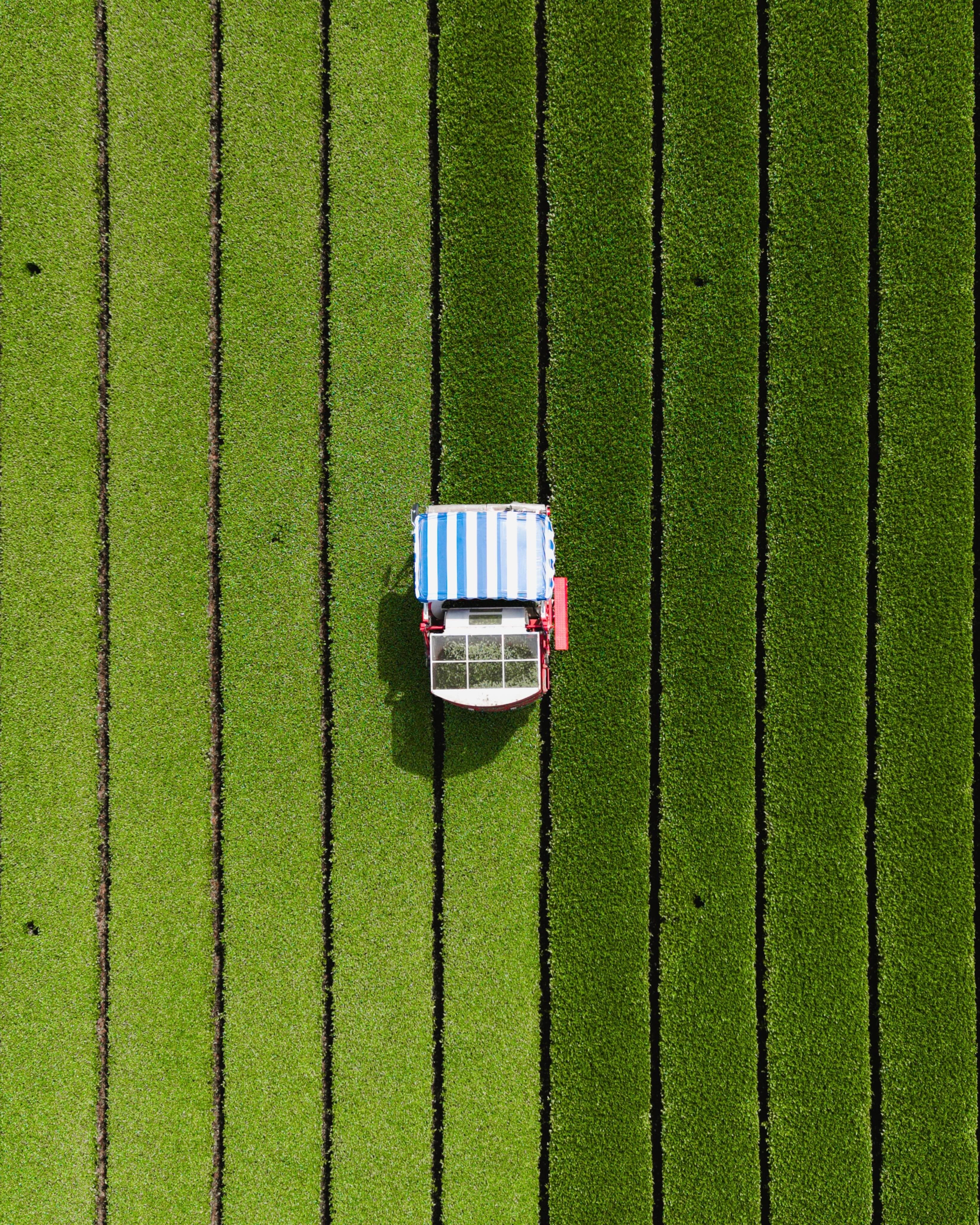 The peak of matcha season is here!