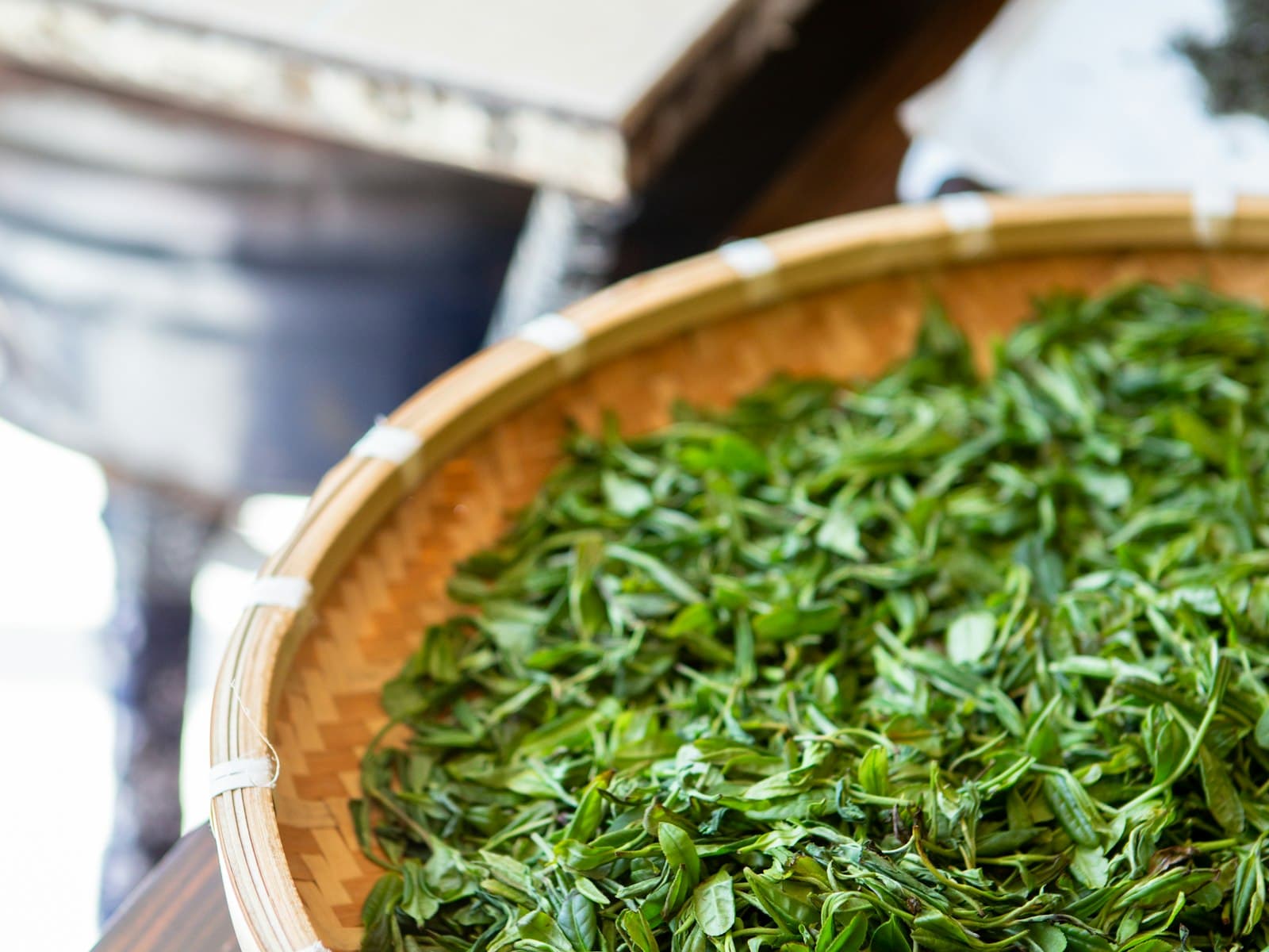 One Plant, Many Teas: The Japanese Green Tea Family Tree
