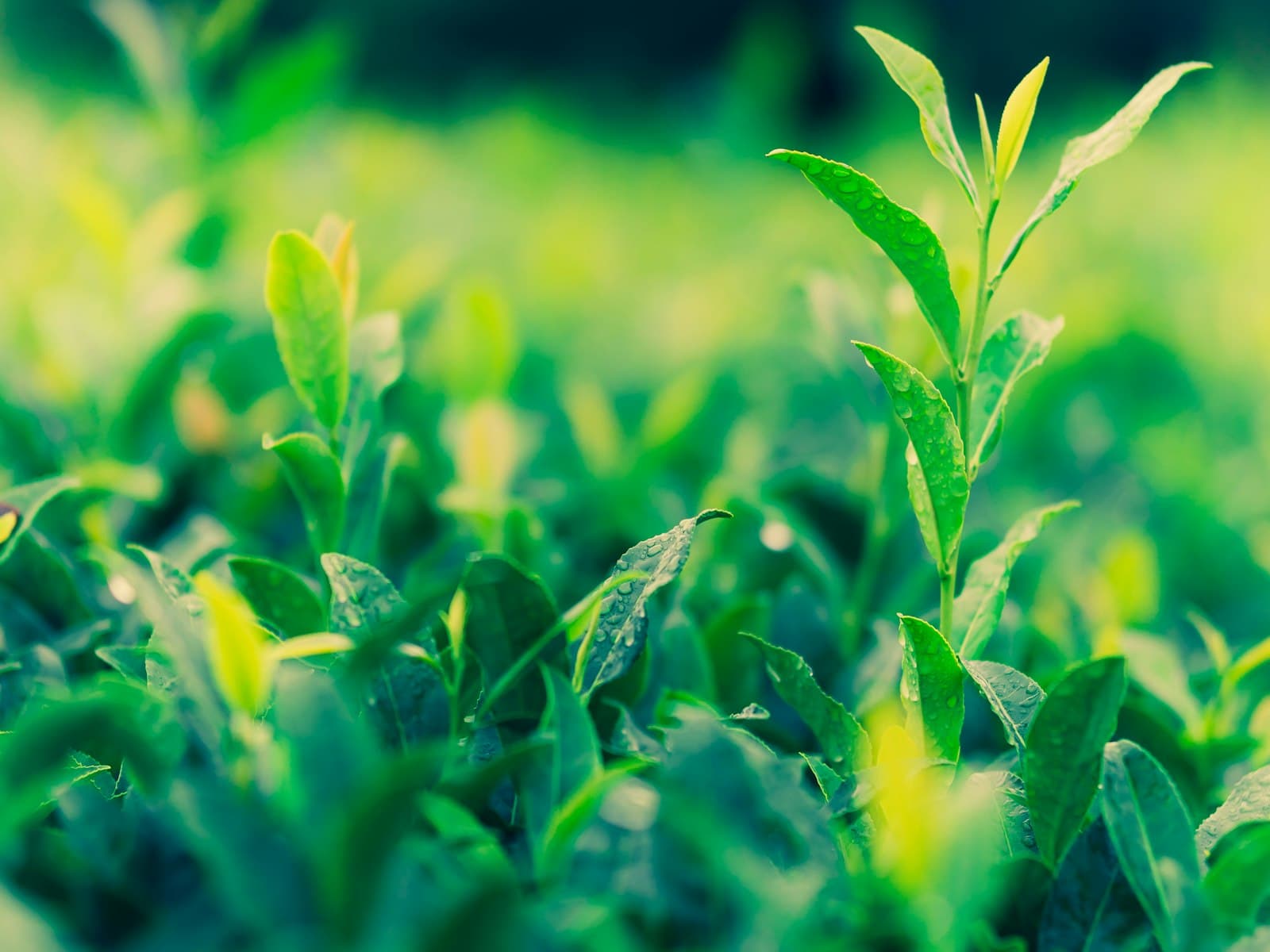 Tencha, Gyokuro, Kabusecha: Three Shade-Grown Teas, Three Different Results
