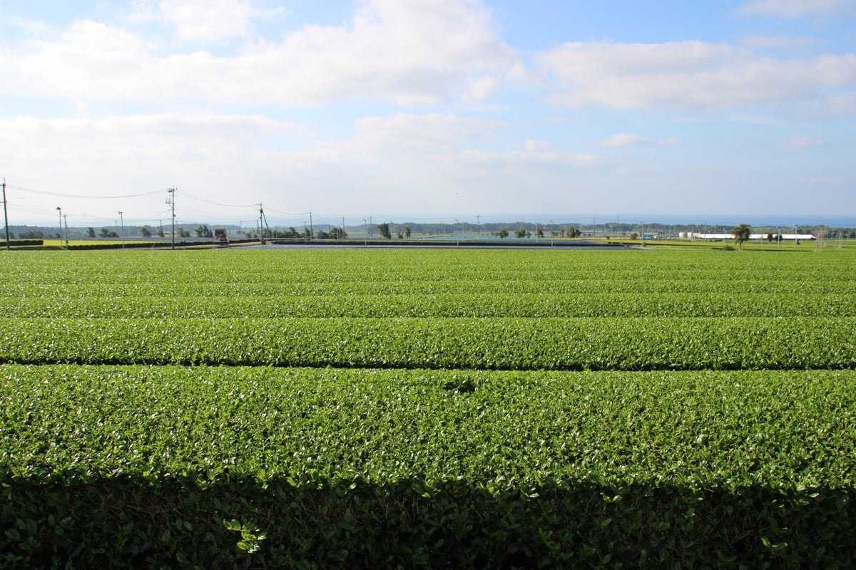 Flat rows of tea fields stretching to the horizon in Kagoshima