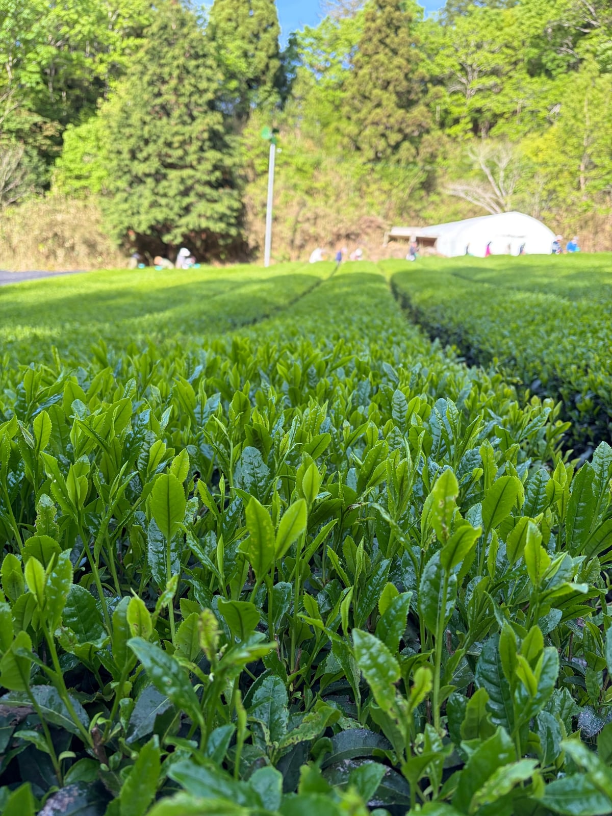 Rows of young green tea bushes in a tea field in Uji, Kyoto