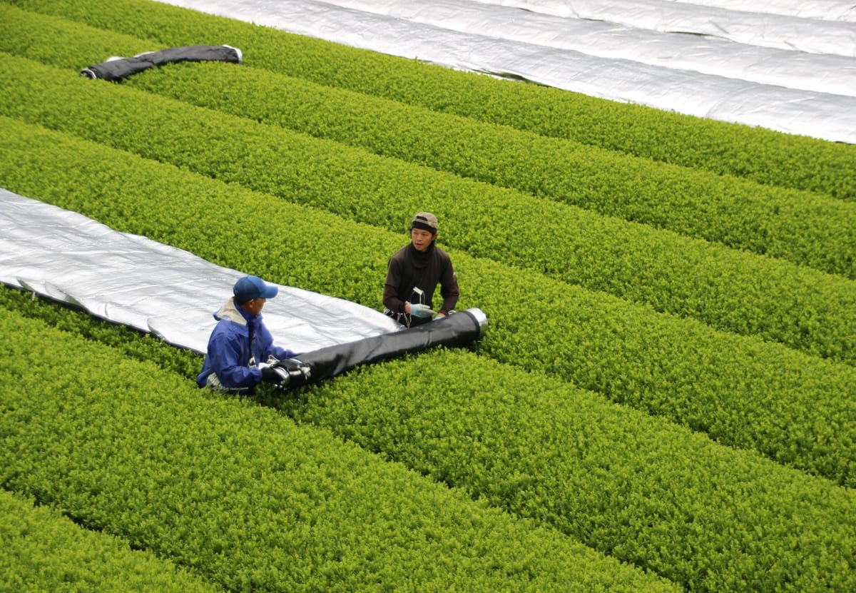 Farmers rolling shade cloth over rows of tea bushes