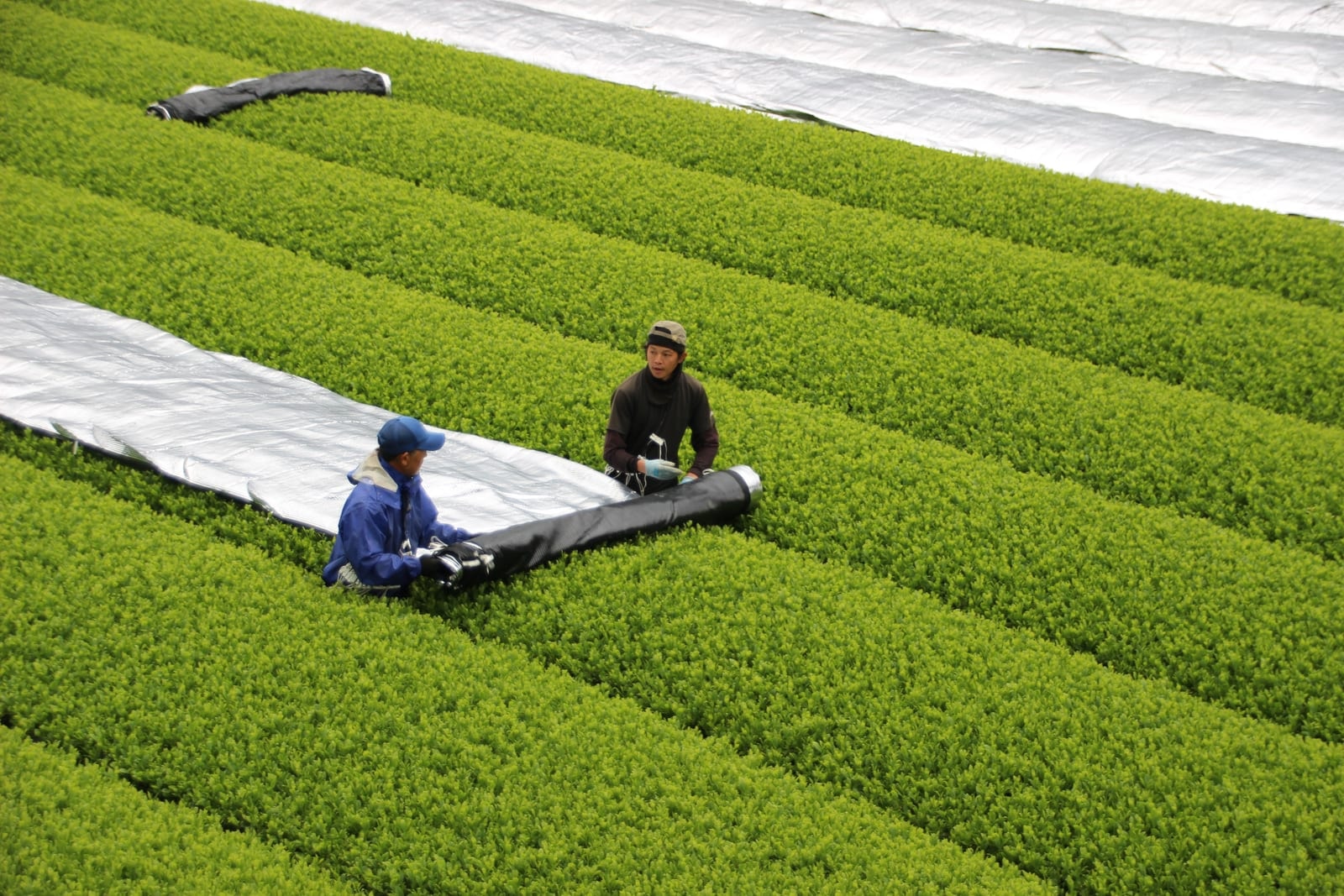 Farmers rolling shade cloth over rows of tea bushes
