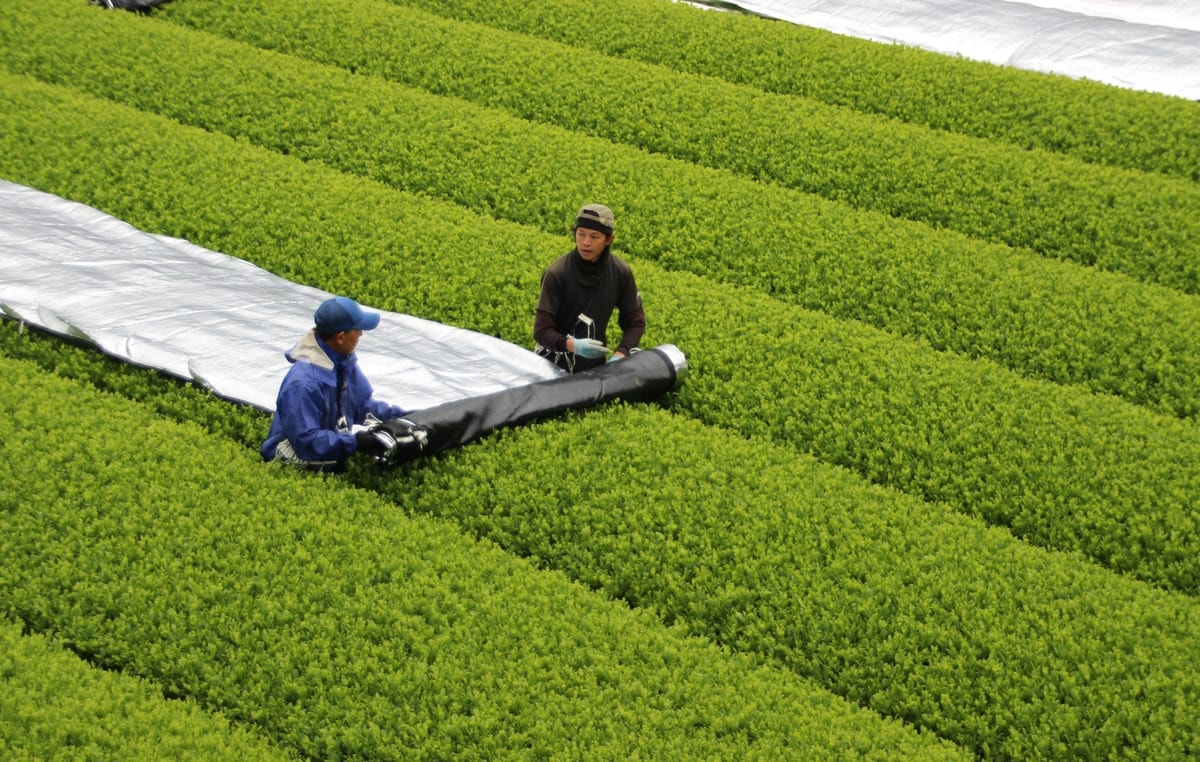 Farmers rolling shade cloth over rows of tea bushes