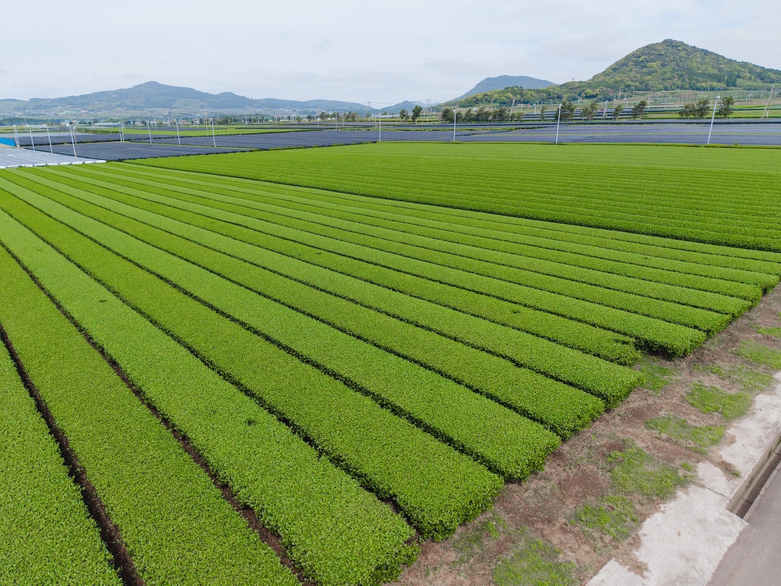 Rows of tea bushes on a Japanese tea farm with hills behind
