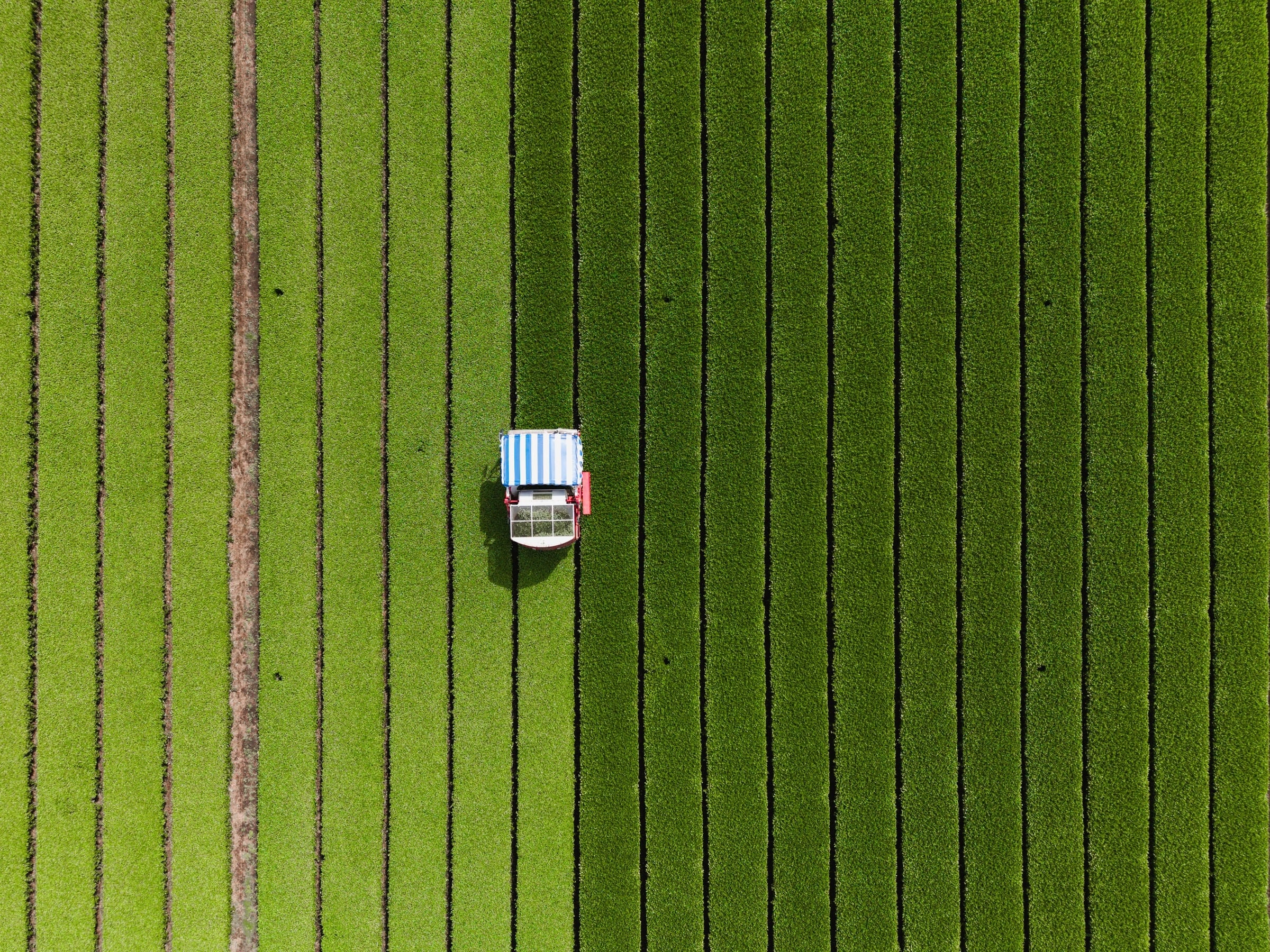 Aerial view of straight rows of tea bushes with a harvesting machine