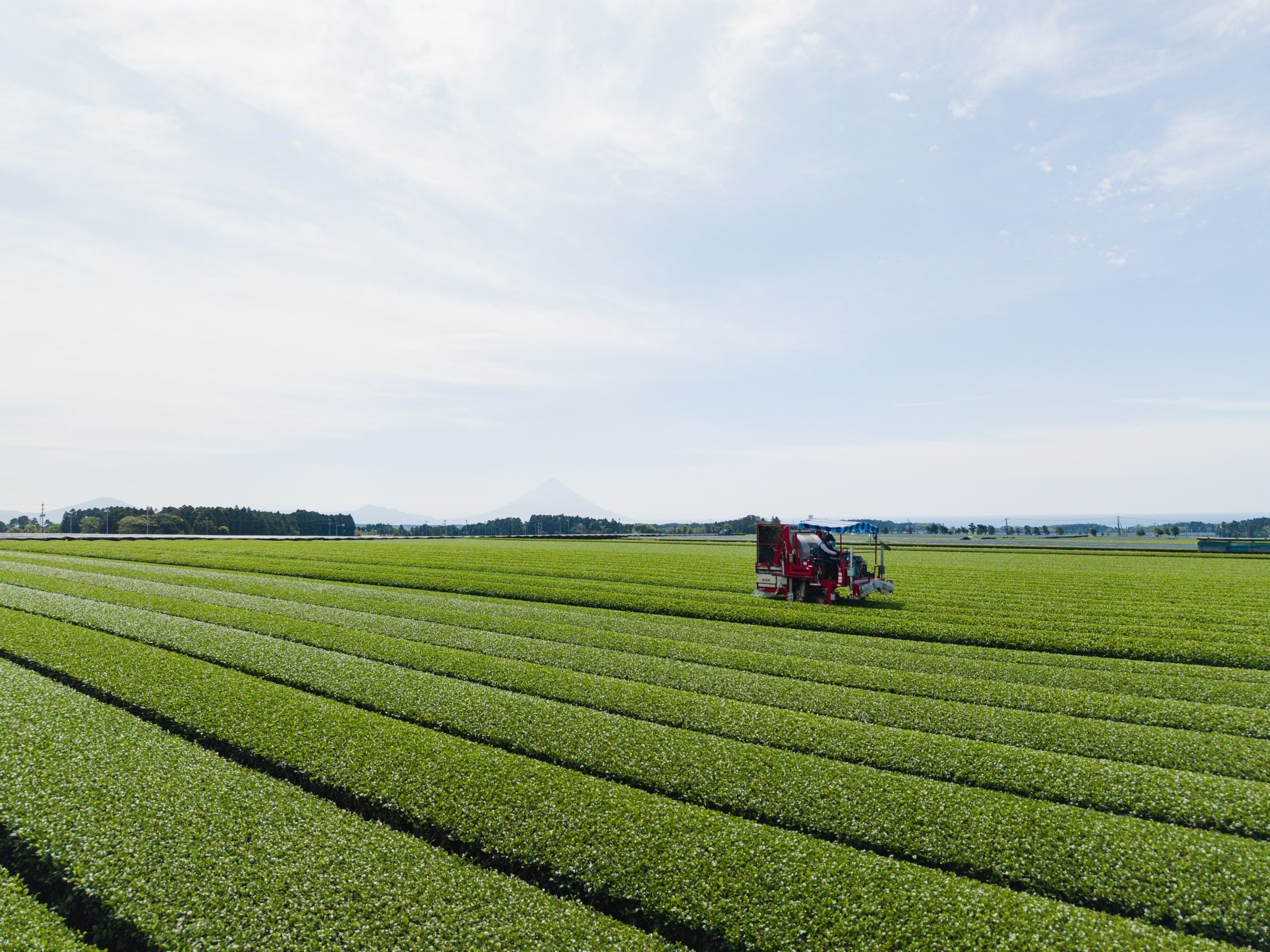 A harvesting machine in flat rows of tea bushes under a wide Kagoshima sky