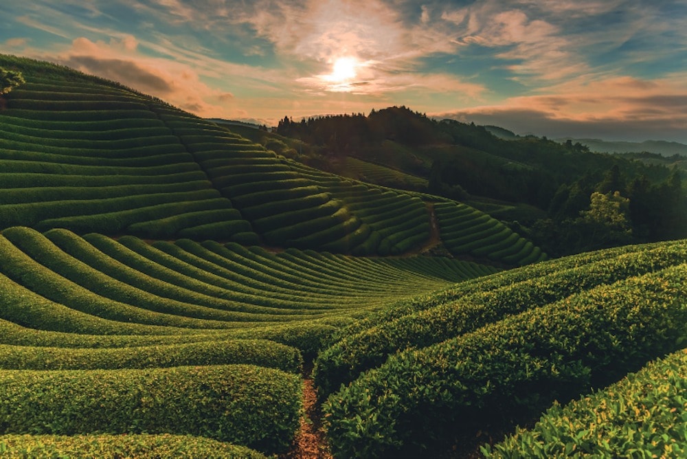 Terraced tea fields in the Uji hills at sunrise