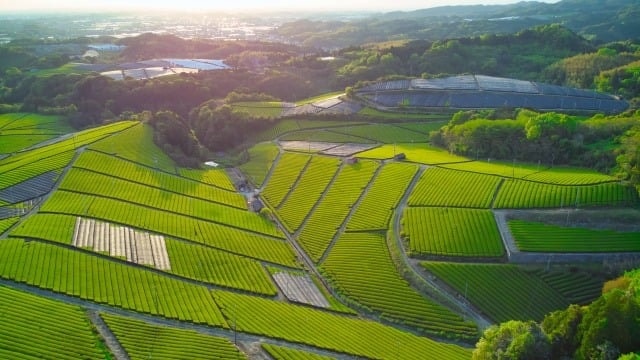 Aerial view of tea fields and ponds in the Yame mountains