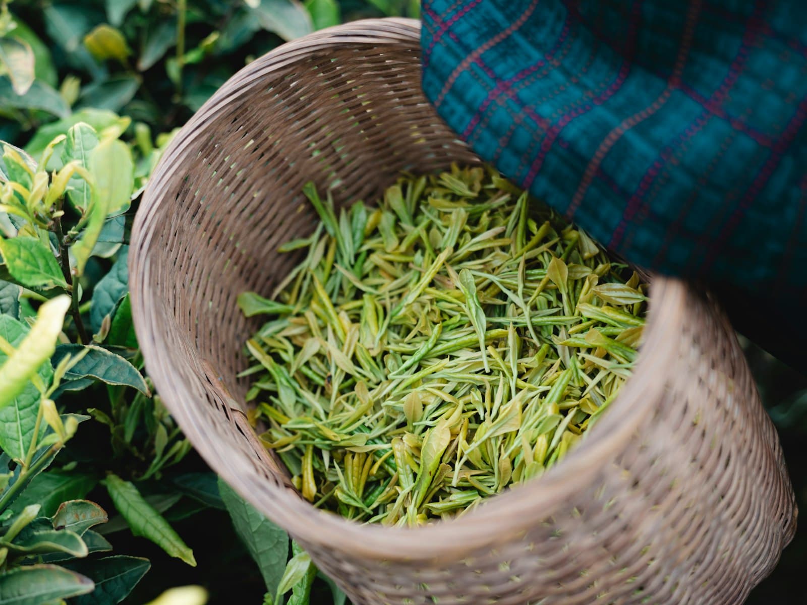 One Bud, Two Leaves: The Hand-Picking Tradition of Uji