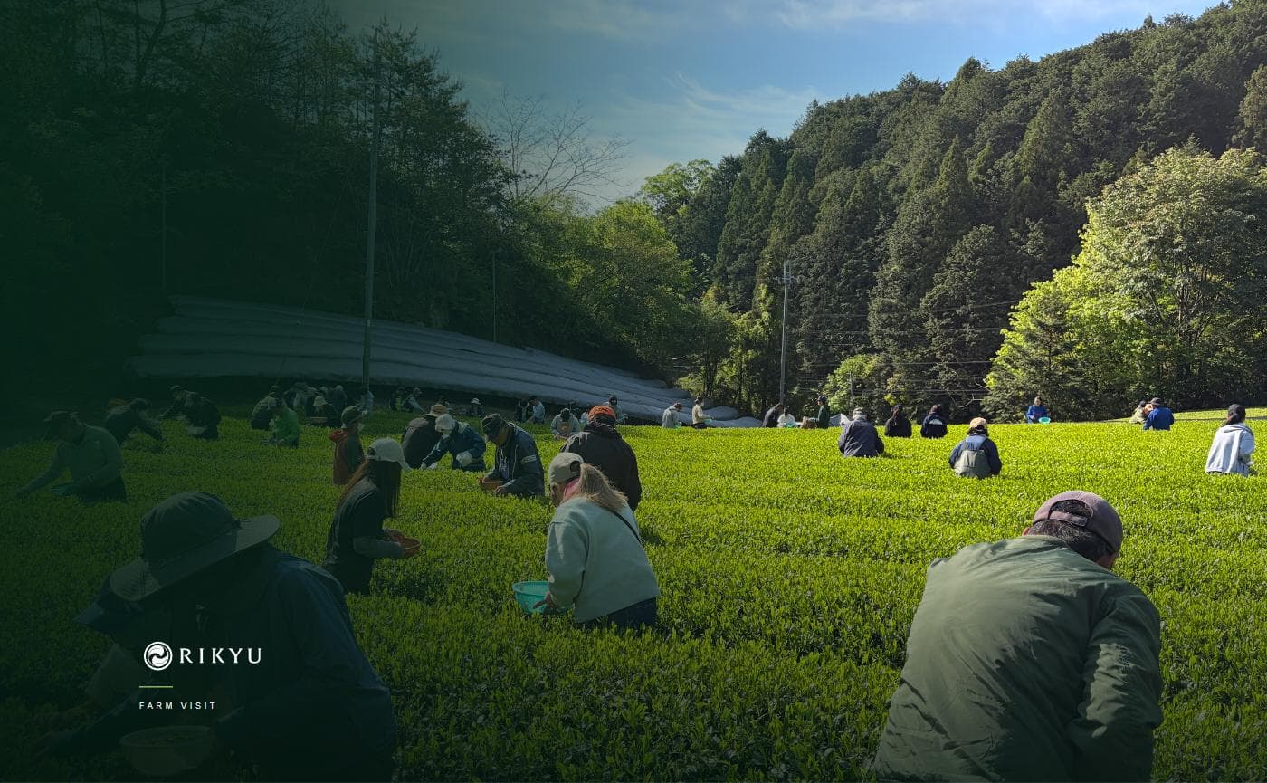 A Visit to Our Hand-Picked Matcha Farm in Kyoto