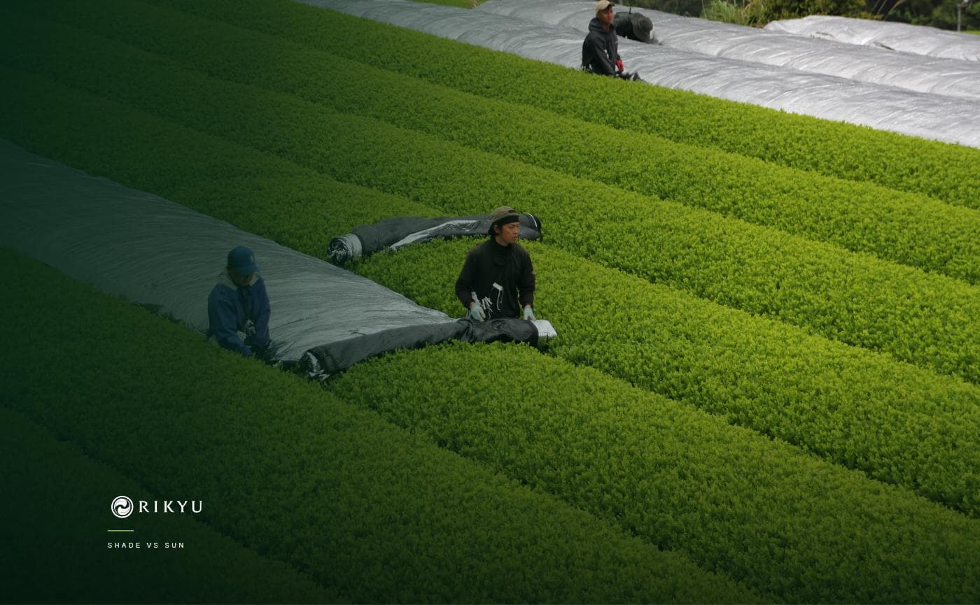 Matcha vs Green Tea: What's the Real Difference?