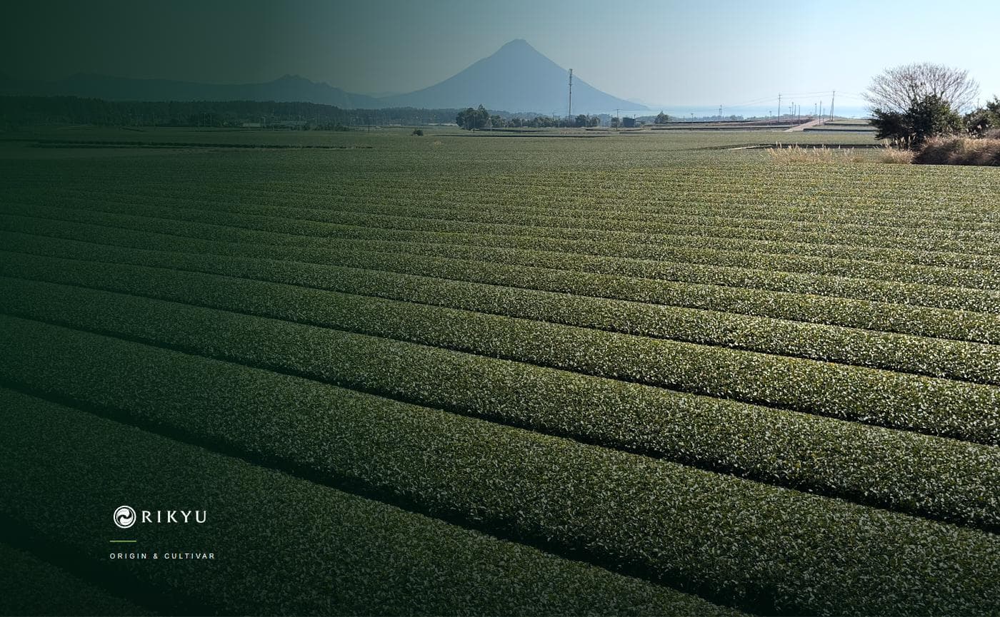 Single Estate vs Single Origin vs Single Cultivar Matcha