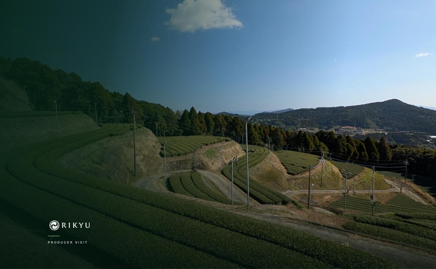 Visiting Our Satsuma Tea Producer in Kagoshima, Japan