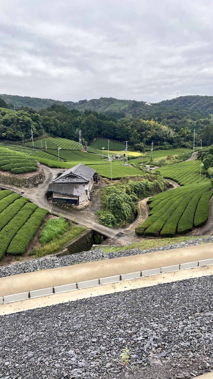 A Visit to Our Hand-Picked Matcha Farm in Kyoto