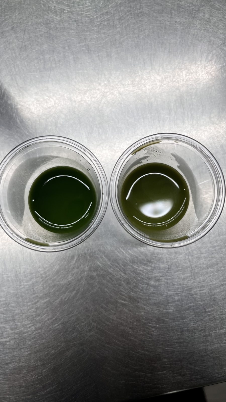 A Visit to Our Hand-Picked Matcha Farm in Kyoto