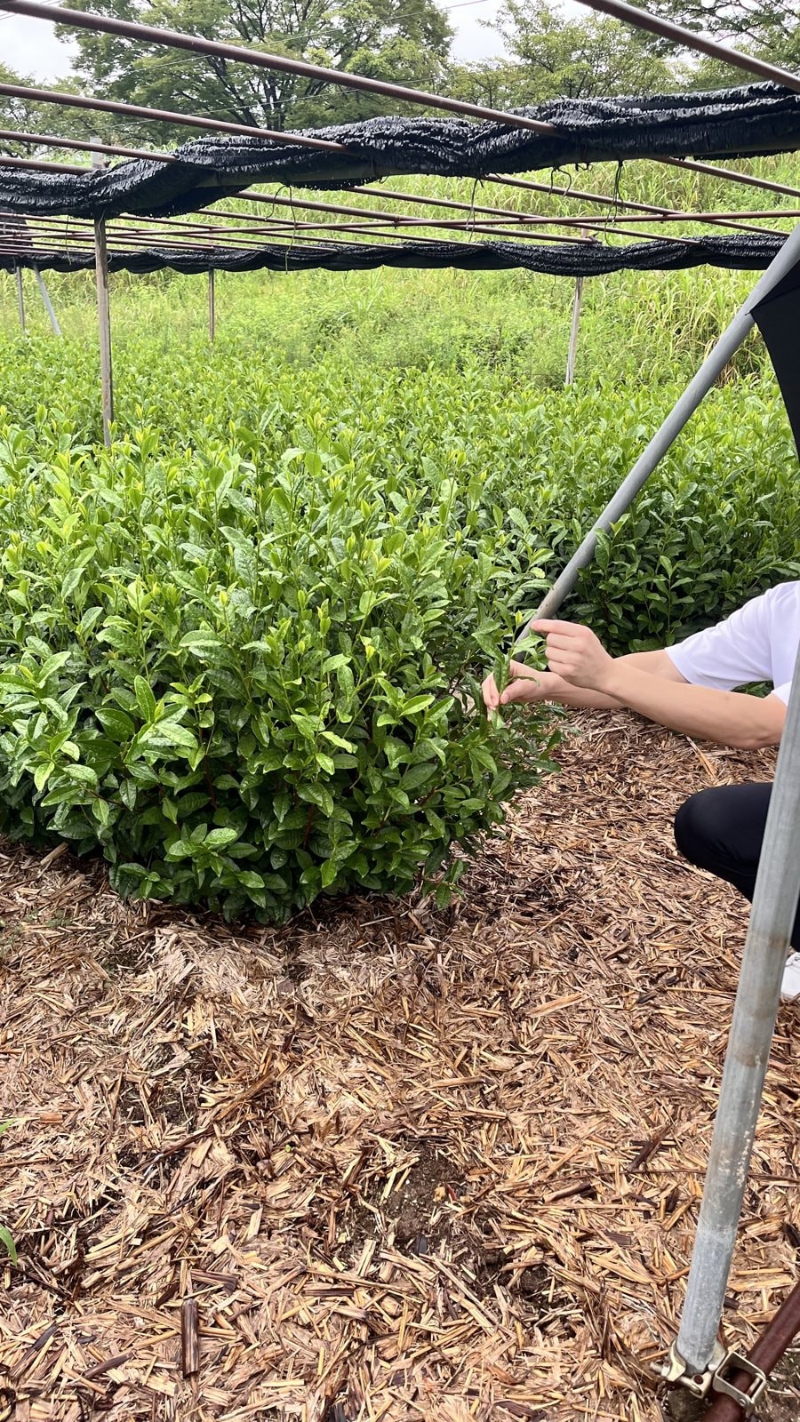 A Visit to Our Hand-Picked Matcha Farm in Kyoto