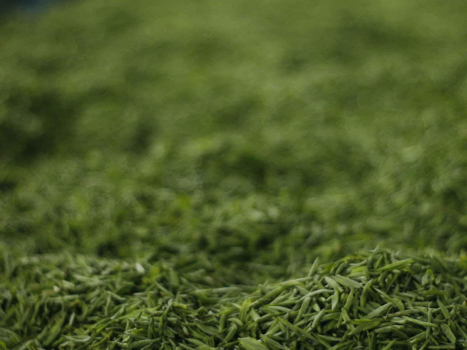 Temomi: The 4-Hour Hand-Rolling Craft Behind Modern Sencha
