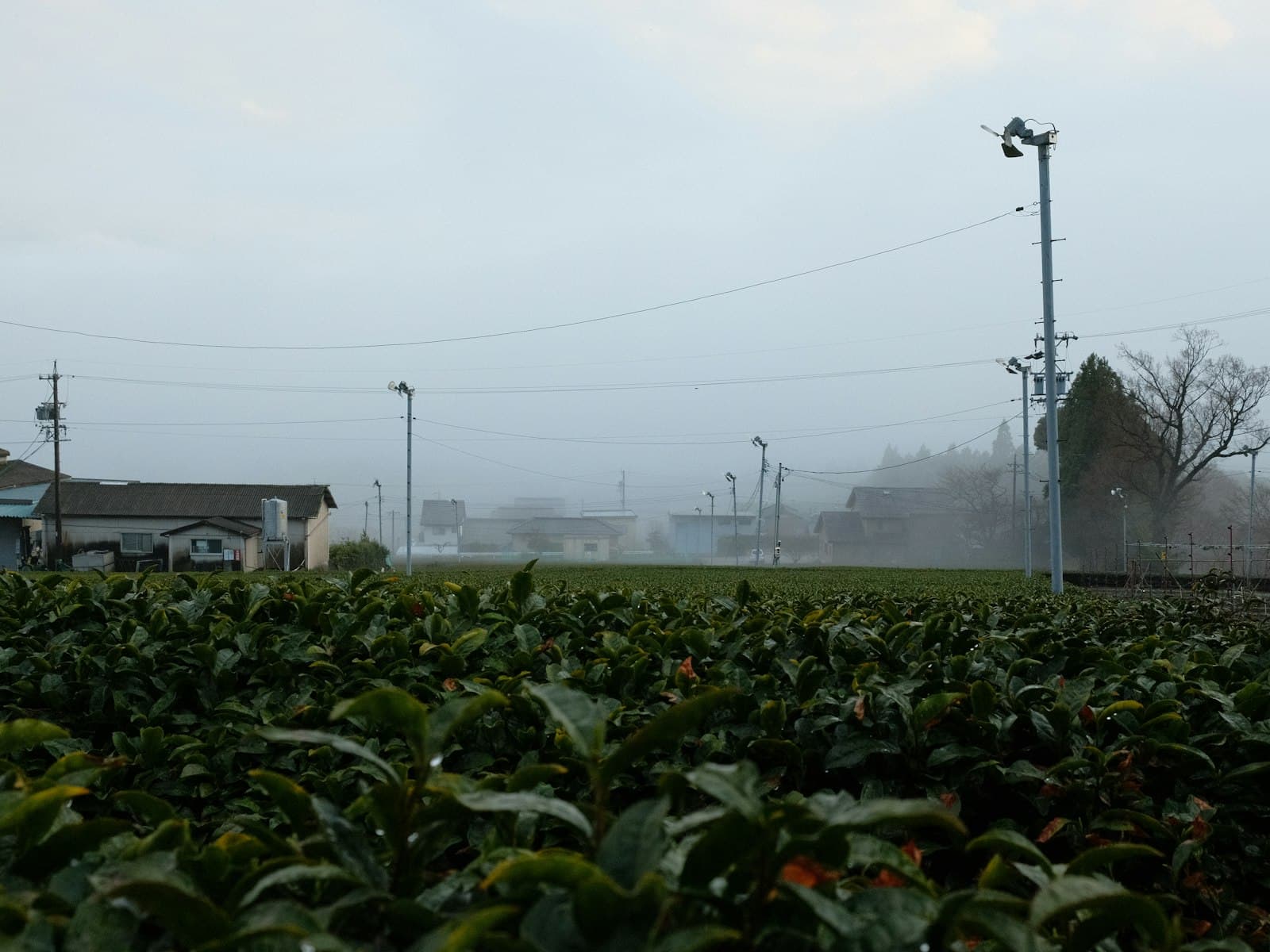 Why Uji? Rivers, Fog, and the Terroir of Kyoto Tea