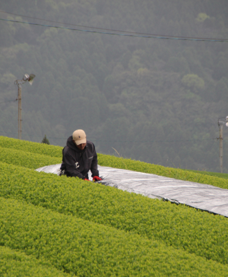 Direct Sourcing